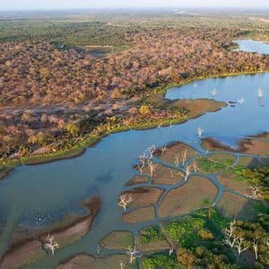 Una vista aerea di un ampio delta fluviale che mostra canali d'acqua tortuosi, una vegetazione lussureggiante e caratteristici alberi bianchi morti.