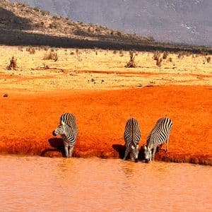 Tre zebre si abbeverano in una pozza d'acqua dalle tonalità arancioni, su un terreno arancione brillante in una savana.