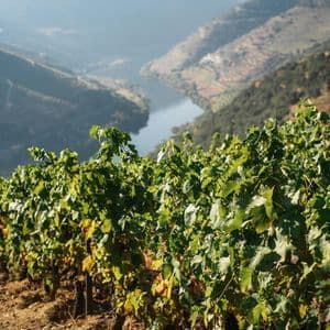 Un filare di vigneti su una collina terrazzata che si affaccia su un ampio fiume che attraversa una valle.
