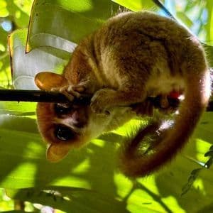 Un piccolo lemure topo con grandi occhi è appeso a testa in giù a un ramo sottile, circondato da foglie verdi e vivaci.