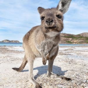Nahaufnahme eines kleinen Kängurus, das an einem weißen Sandstrand steht, mit dem türkisfarbenen Meer und entfernten Hügeln im Hintergrund.