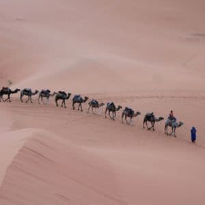 Un viaje en grupo de WeRoad cruza vastas dunas de arena del desierto en caravana de camellos, avanzando en fila india.