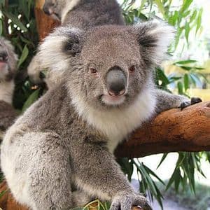 Un koala mira a la cámara aferrado a la rama de un árbol, con otros dos koalas entre las hojas al fondo.