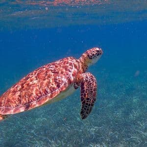 Une grande tortue de mer à la carapace tachetée nage juste sous la surface de l'eau au-dessus d'un lit dense d'herbier marin.