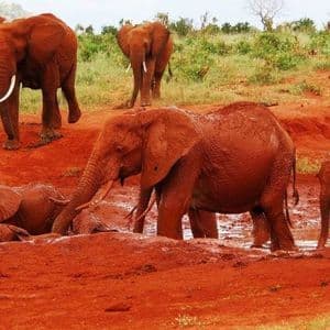 Una manada de elefantes, incluyendo crías jóvenes, cubiertos de barro rojo mientras juegan y se bañan en un abrevadero poco profundo.