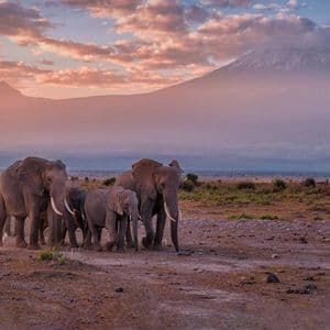 Una manada de elefantes camina por una sabana africana con una gran montaña nevada al fondo al anochecer.