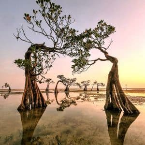 Due mangrovie con radici esposte si inarcano sopra un'acqua bassa e riflettente durante un tramonto rosa e giallo.