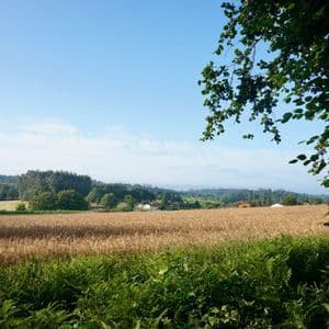 Una vista attraverso un campo di grano dorato verso dolci colline verdi, con felci rigogliose in primo piano sotto un cielo azzurro chiaro.
