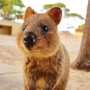 Un primer plano de un quokka marrón y peludo mirando directamente a la cámara en un entorno arenoso al aire libre.