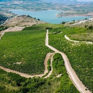 Veduta aerea di un vasto vigneto verde che si estende su dolci colline, con una strada sterrata e un grande lago sullo sfondo.