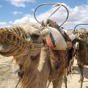 Un primo piano di un cammello che indossa una briglia e una sella intrecciate nel deserto, con un secondo cammello sullo sfondo.