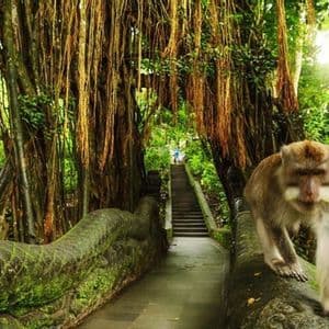 Un mono camina por la barandilla de piedra cubierta de musgo de un puente en una selva exuberante con lianas colgando.