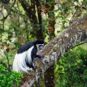 Un singe colobe noir et blanc à longue queue est assis sur une branche d'arbre moussue dans une forêt verdoyante.