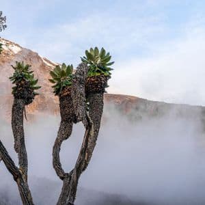 Seneçons géants aux troncs épais et noueux sur un flanc de montagne, avec un sommet enneigé visible au-dessus d'une couche de brouillard.