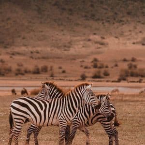 Un troupeau de zèbres, y compris un zébrillon, se tient serré dans un champ d'herbe sèche et brune avec des collines en arrière-plan.