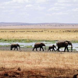 Un troupeau d'éléphants adultes et de bébés éléphants marche en file indienne à travers une savane herbeuse, à côté d'un point d'eau.