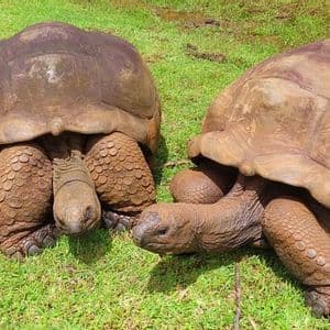 Zwei Riesenschildkröten ruhen nebeneinander auf einer Wiese mit hellgrünem Gras.