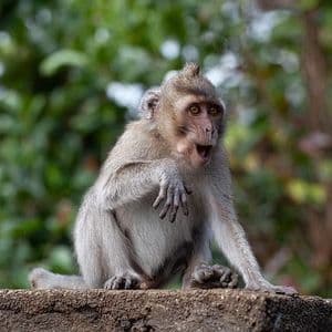 Ein grauer Affe sitzt mit überraschtem Ausdruck und weit offenem Maul auf einem Steinvorsprung vor einem unscharfen grünen Hintergrund.