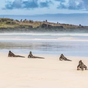 Cuatro iguanas marinas descansando en una playa de arena blanca con suaves olas del océano y una costa distante al fondo.