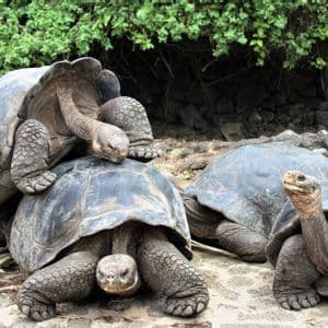 Un grupo de tortugas gigantes en terreno rocoso, con una subiéndose a la espalda de otra.