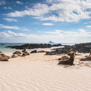 Una colonia de lobos marinos descansa en una playa de arena blanca con rocas negras, junto al océano turquesa bajo un cielo parcialmente nublado.