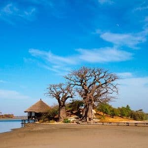 A hut with a thatched roof stands next to two large baobab trees on a sandy riverbank under a bright blue sky.