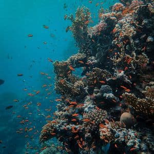 Un cardumen de pequeños peces naranjas nada alrededor de una gran formación de arrecife de coral en aguas de un azul profundo.