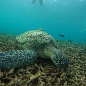 Vista submarina de una gran tortuga marina comiendo en un arrecife de coral, mientras un grupo de WeRoad hace snorkel en la superficie.