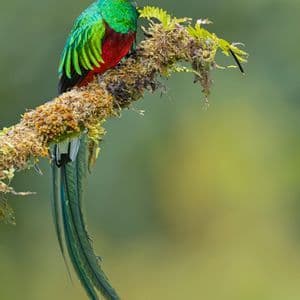 Un quetzal au plumage vert et rouge éclatant est perché sur une branche couverte de mousse, ses longues plumes caudales pendantes.