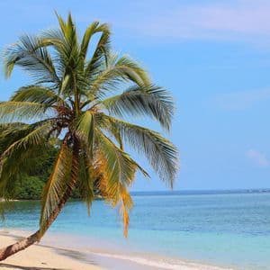 Una palma si piega su una spiaggia di sabbia bianca con acque turchesi che lambiscono la riva sotto un cielo azzurro limpido.