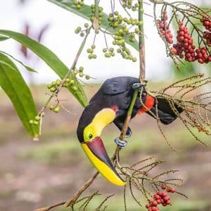 Un tucano dal grande becco giallo e rosso è appeso a testa in giù a un ramo tra grappoli di bacche verdi e rosse.