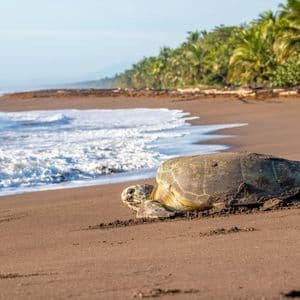 A large sea turtle rests on a dark sand beach next to the ocean surf, with a line of tropical palm trees in the background.