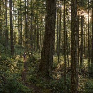 Une femme avec un sac à dos randonne sur un sentier à travers une forêt dense tandis que la lumière du soleil filtre à travers les grands arbres.