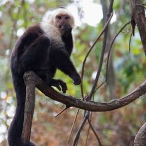 Un capucin à tête blanche au pelage noir est assis sur une branche d'arbre, regardant la caméra avec une patte portée à sa bouche.