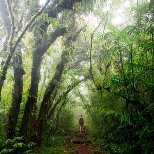 Une personne avec un sac à dos marche sur un sentier à travers une jungle luxuriante et brumeuse sous une canopée d'arbres moussus et de fougères.