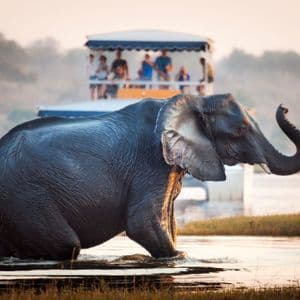 Un elefante con la proboscide alzata attraversa un fiume mentre un gruppo WeRoad osserva da una barca da safari.