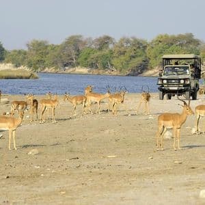 Durante un viaggio di gruppo WeRoad a bordo di una jeep da safari, si osserva un branco di impala su una sponda sabbiosa del fiume con alberi sullo sfondo.