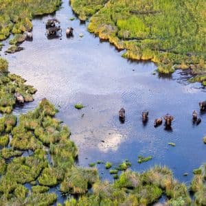 Una vista aerea di una mandria di elefanti che fanno il bagno e bevono in un fiume serpeggiante circondato da lussureggianti zone umide verdi.
