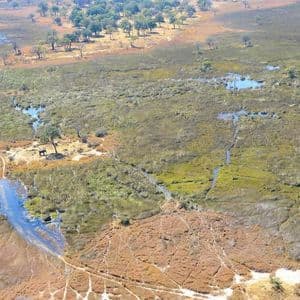 Vista aerea di un elefante in piedi vicino a un ruscello in una vasta pianura alluvionale della savana, con alberi e zone umide.