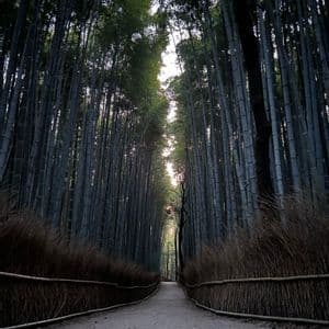 Vista dal basso di un sentiero che si snoda attraverso una fitta bambusaia di alti fusti, fiancheggiato da basse recinzioni.