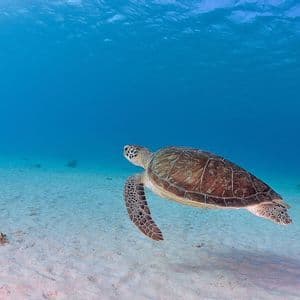 Eine große Meeresschildkröte gleitet anmutig über einen sandigen Meeresgrund in klarem, sonnenbeschienenem blauen Wasser.