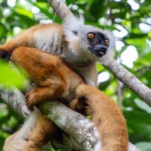 Ein rotbraun-weißer Lemur mit orangefarbenen Augen klammert sich an einen Baumast, umgeben von grünen Blättern.