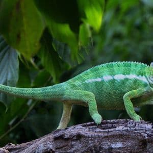 Ein grünes Chamäleon mit einem weißen Streifen und gelbem Kopf läuft auf einem Ast, sein Schwanz ist spiralförmig eingerollt.