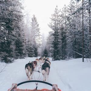 A team of husky dogs pulls a sled on a snowy trail through a forest of frost-covered trees, seen from the rider's perspective.
