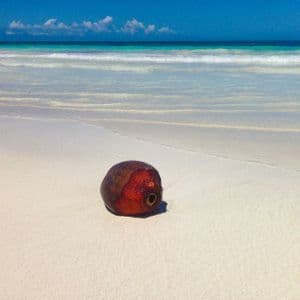 Una singola noce di cocco riposa su una spiaggia di sabbia bianca con dolci onde turchesi sotto un cielo azzurro chiaro.
