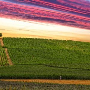 Dolci colline verdi con vigneti e un trattore sotto un vibrante cielo rosa e arancione al tramonto.