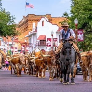 Two cowboys on horseback lead a herd of Texas Longhorn cattle down a brick street during a parade.