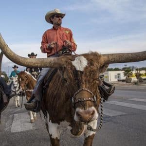 A man in a cowboy hat rides a Texas Longhorn steer with massive horns down a street, followed by other riders.