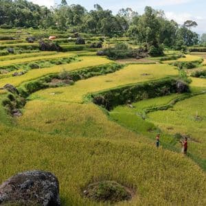 Zwei Menschen wandern auf einem engen Pfad durch weitläufige, grüne und gelbe Reisterrassen, auf denen große Felsen verstreut liegen.