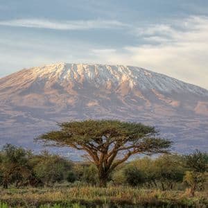Un paesaggio di savana con una grande acacia in primo piano e un'imponente montagna innevata sotto un cielo nuvoloso.